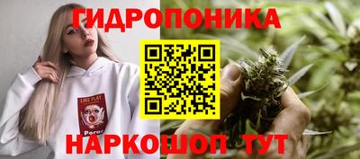 шишки Дубна